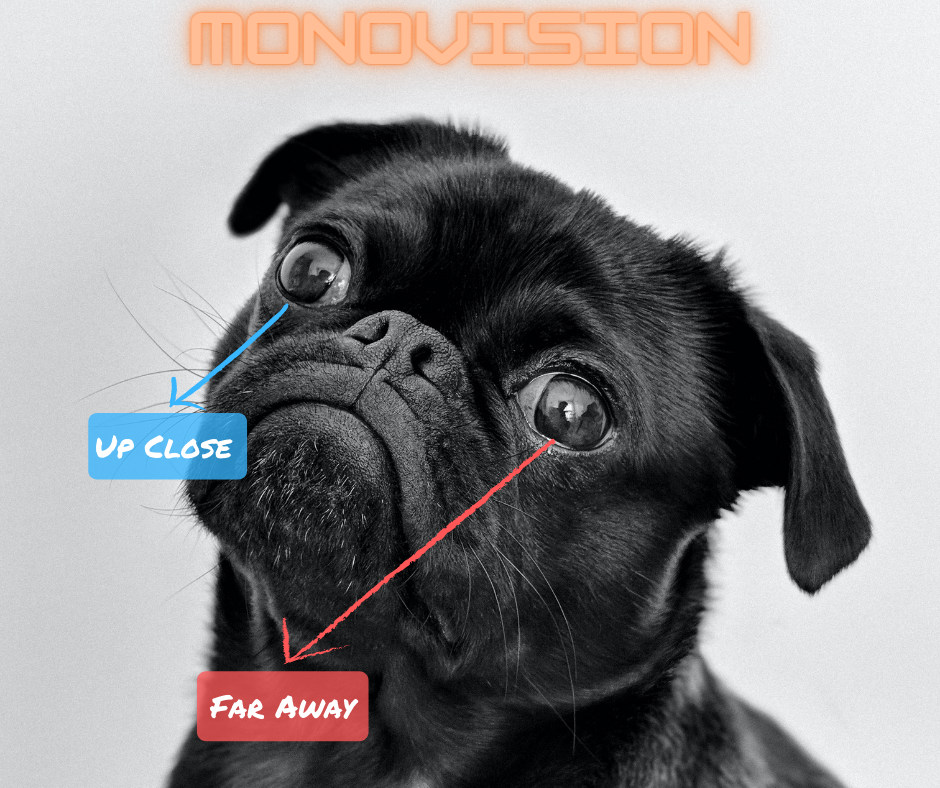 image demonstrating Monovision using a pug dog. Shows that one eye can see up close and the other eye can see far away