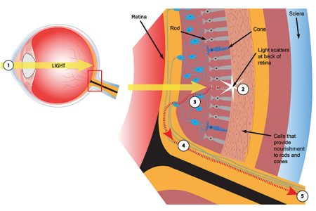 rods and cones location in the retina