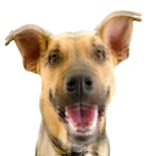 Binocular Vision Dysfunction. An image of a dog that is blurry/double vision type symptoms